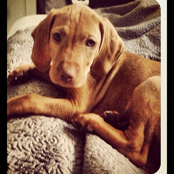 Meet your Posher, Lisa