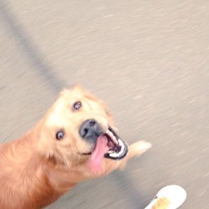 Meet your Posher, Morgan