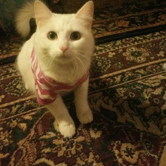 Meet your Posher, Enlightenedrogue - Picture 2 of 3