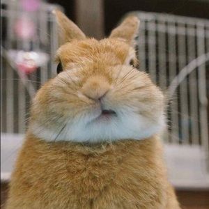 Meet your Posher, Zhihui