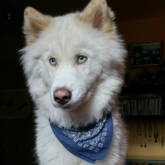 Meet your Posher, Simone - Picture 2 of 4