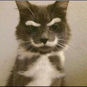 Meet your Posher, Aja