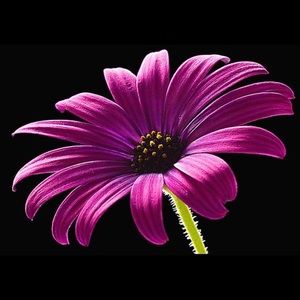 Meet your Posher, Daisy