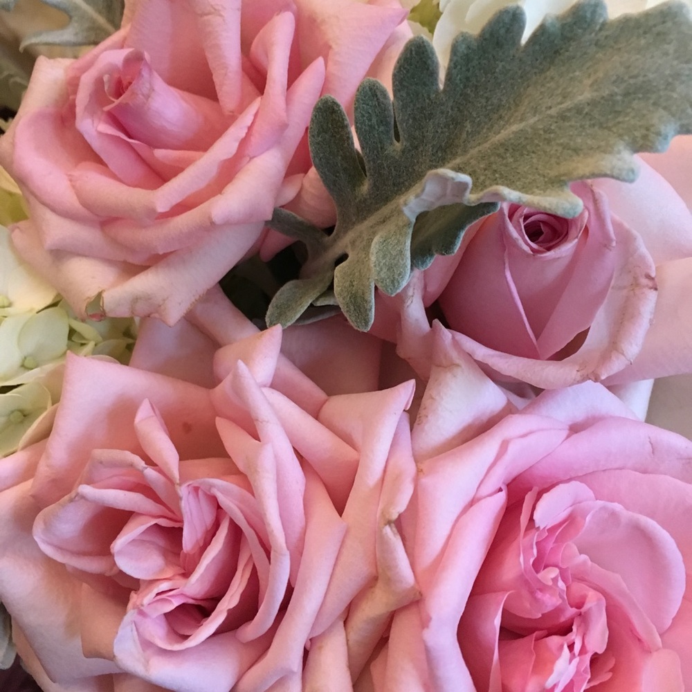 Meet your Posher, Josephine