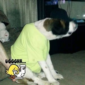 Meet your Posher, Nisha