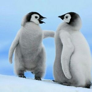 Meet your Posher, Ally