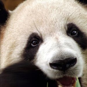 Meet your Posher, Joan