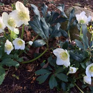 Meet your Posher, Naomi