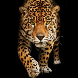 Meet your Posher, Ruth