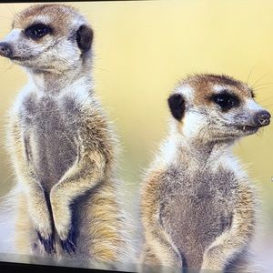 Meet your Posher, Jay