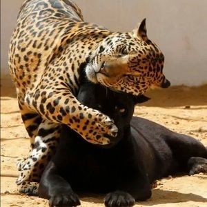 Meet your Posher, Rosario