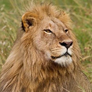 Meet your Posher, Nasser