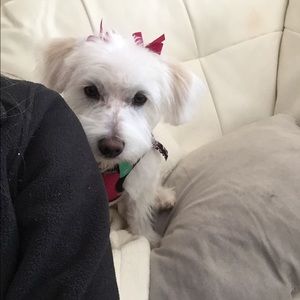 Meet your Posher, Shannon