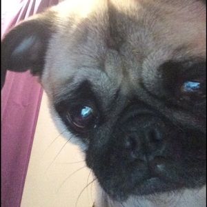 Meet your Posher, Robin