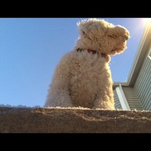 Meet your Posher, Morgan