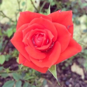 Meet your Posher, Jaime