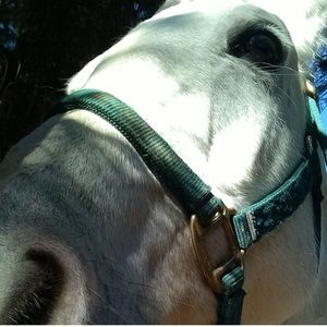 Iso western rodeo tack