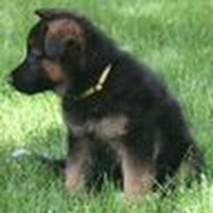 Meet your Posher, Grace