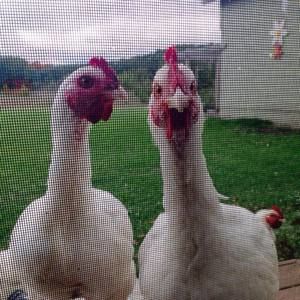 Meet your Posher, Dorothy