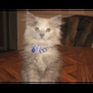 Meet your Posher, Nikki