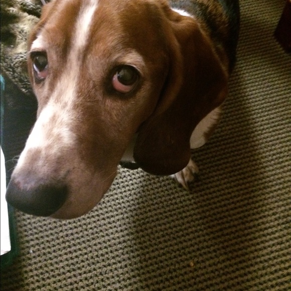 Meet your Posher, Blair - Picture 1 of 1