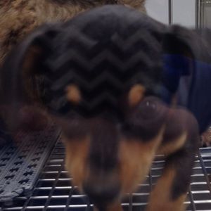 Meet your Posher, Rhonda