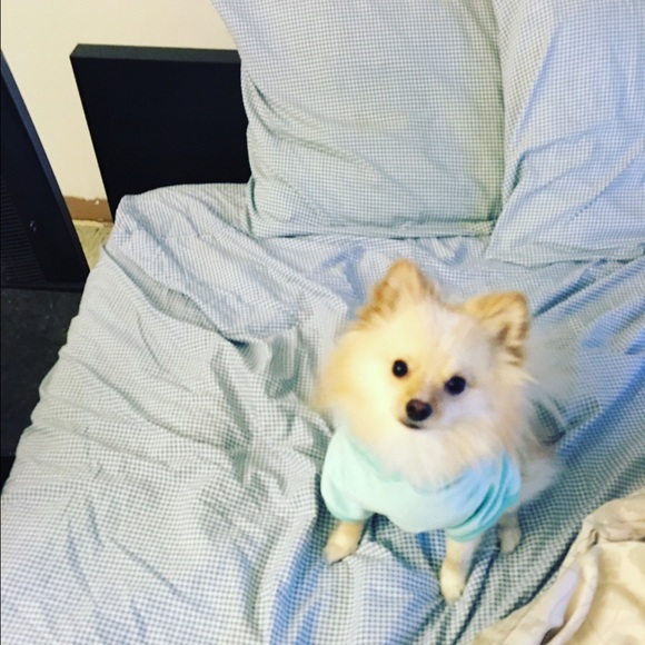 Meet your Posher, Susanna - Picture 2 of 4