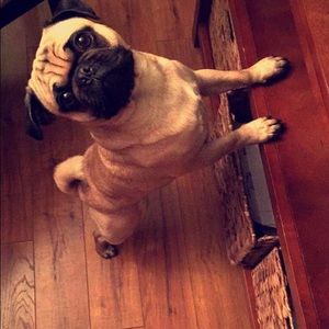 Meet your Posher, Abby