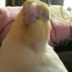 Meet your Posher, Abigail