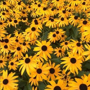 Meet your Posher, Colleen