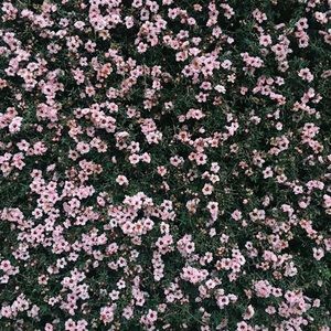 Meet your Posher, Bailey