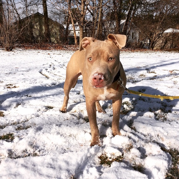 Meet your Posher, Sidney - Picture 2 of 4