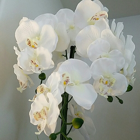 Meet your Posher, Patricia - Picture 2 of 2