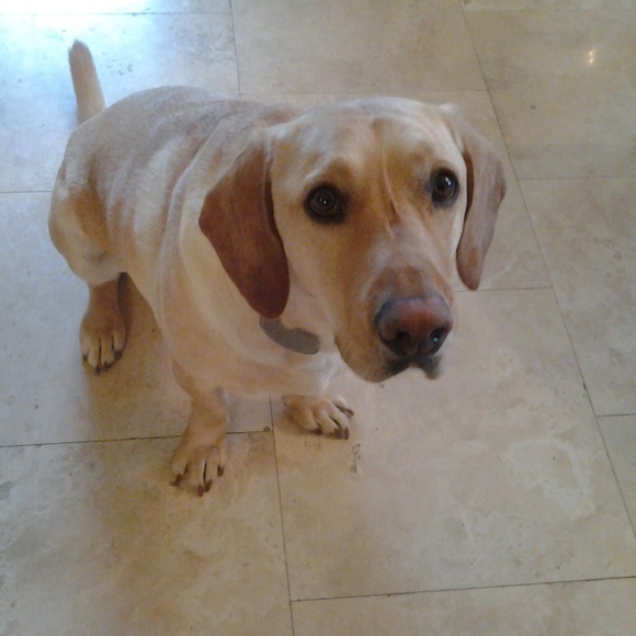 Meet your Posher, Lucinda - Picture 2 of 3