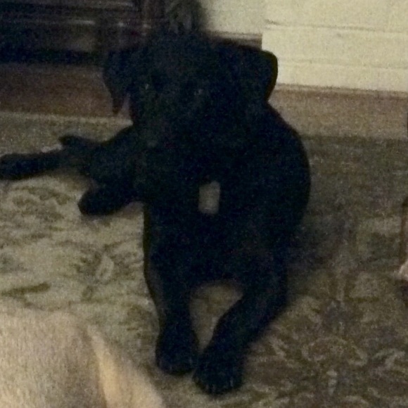 Meet your Posher, Lucinda - Picture 3 of 3