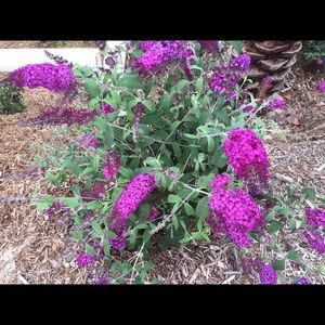 Meet your Posher, Nilgun