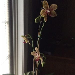 Meet your Posher, Pam