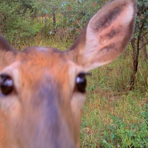 Meet your Posher, Cheryl