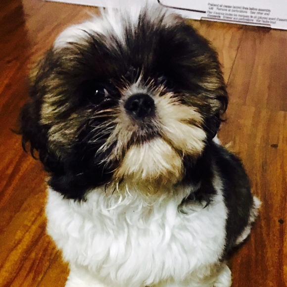 Meet Your Seller ❤️ - Picture 3 of 4