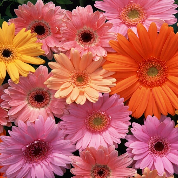 🌸🌸Hi everyone :D 🌸🌸 - Picture 2 of 4