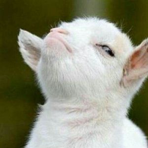 Meet your Posher, Elaine