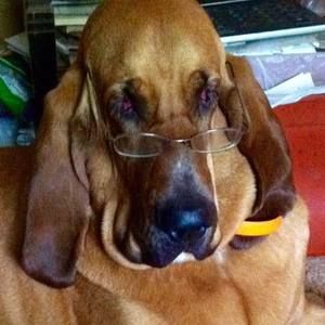 Meet your Posher, Shirley