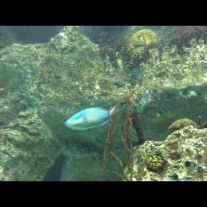 Meet your Posher, Crystal