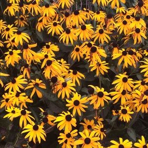 Meet your Posher, Connie