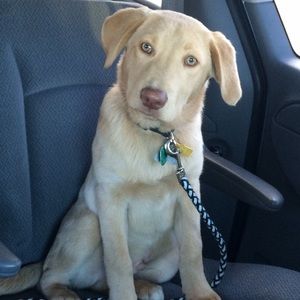 Meet your Posher, Meghan