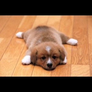 Meet your Posher, Pat