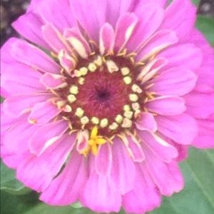 Meet your Posher, Natalie