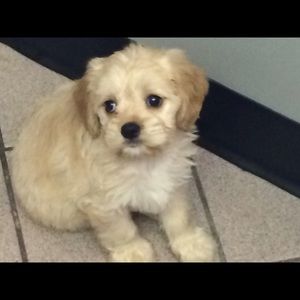 Meet your Posher, Sandy