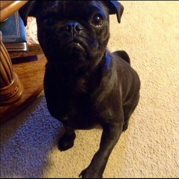 Meet your Posher, Taryn - Picture 1 of 1