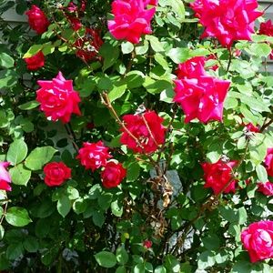 Meet your Posher, Billie